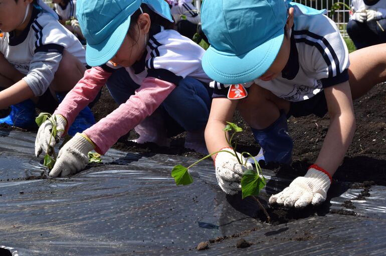 0502-年長さつまいも苗植え (58)